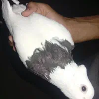 کبوتر  طوقی