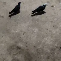 کبوتر|پرنده|مراغه, |دیوار