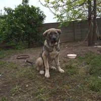 سگ سرابی پژدر ژرمن گ م ش د ه