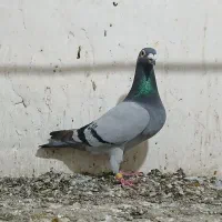 کبوتر دوبر