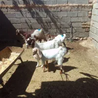 ۲راس یکساله زائیده