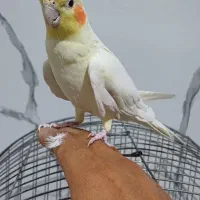 عروس هلندی