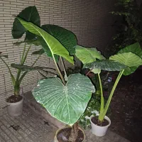 گل بابا ادم بزرگ قول پیکر