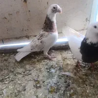 کبوتر نامه بر  ابلغ عطیقه