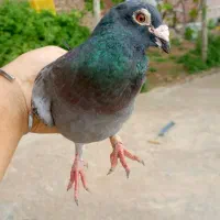پلاکی نر