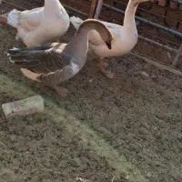 تعدادی قوغازتخم گزارفروش میرسد