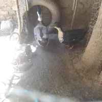 فروش  اردک