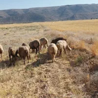 میش خشک و بره دار