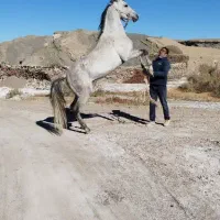 اسب نریان