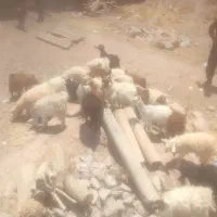 گوسفند