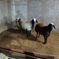 بره قوچ شال تازه پایه دندان