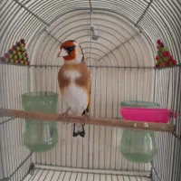 سهره سرسیاه