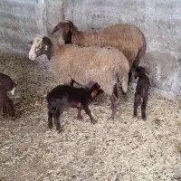 فروش گوسفند داشتی - میش با بره - وره مار