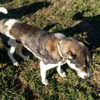 سگ پژدر|سگ|حسین آباد, |دیوار