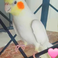 عروس هلندی