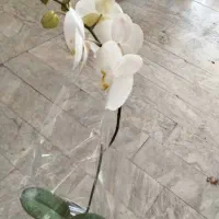 گل زیبا طبیعی ارکیده