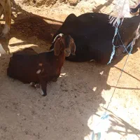 دوعدد بز جوان