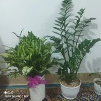 گل اپارتمانی