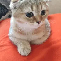 اسکاتیش نر گلد سه ماه بسیار بازی گوش