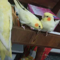 جوجه عروس دستی تازه دانخورکوتوله سرلاکی نژاددار