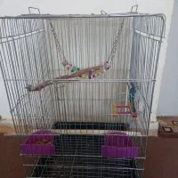 قفس عروس هلندی