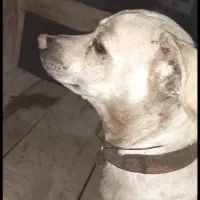 سگ گمشده