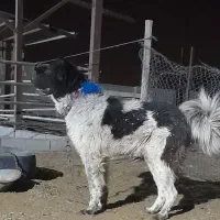 سگ نر