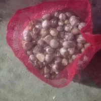 موسیر بذری کاملا خشک کوهی۶۰۰