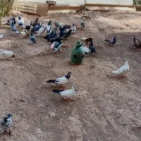 کفتر پرشی تیر ماهی کهنه و جوجه