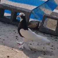 طوقی سیا