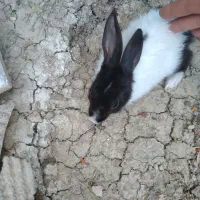 خرگوش