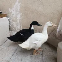 فروش اردک