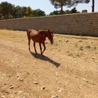 اسب