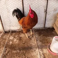 خروس محلی بسیار فنی و کاربلد