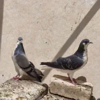 کفتر بد رنگ دمگیر