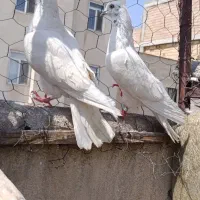 یک جفت کبوتر