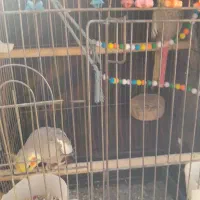 عروس هلندی