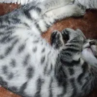 گربه خانگی