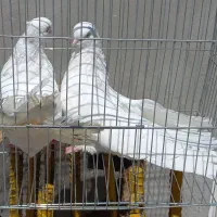 کبوتر سفید جفت ویه ماده اضافه ساده
