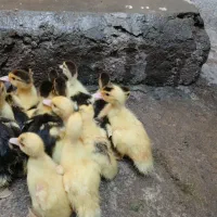 جوجه اردک روسی ۹ روزه