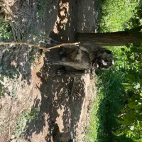 سگ گله|سگ|سملقان, |دیوار