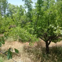 فروش باغ  میوه