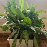 گلدان گل