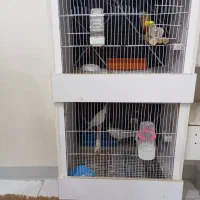 قفس