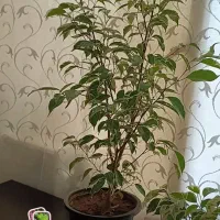 دکوری و تزیینات