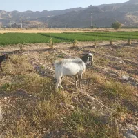 بزنر جوان