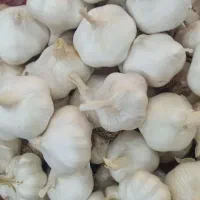 سیر زابل