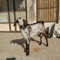 کهر نر نقشی