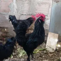 خروس و مرغ برای قربانی