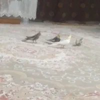 عروس هلندی نروماده بالغ